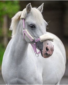 Недоуздки для пони и шетти