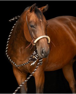 Безтрензелные уздечки