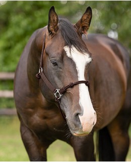 Вестерн недоуздки и чомбура