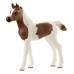 Пинтабская лошадь (жеребенок)